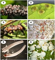 Attēlu rezultāti vaicājumam “Chionaspis salicis”