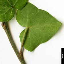 Attēlu rezultāti vaicājumam “Hedera helix  leaf”