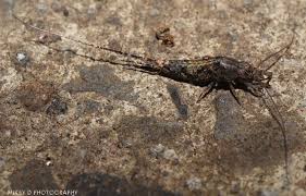 Attēlu rezultāti vaicājumam “Machilidae”