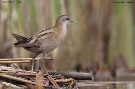 Image result for Porzana parva