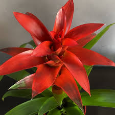 Картинки по запросу гусмания