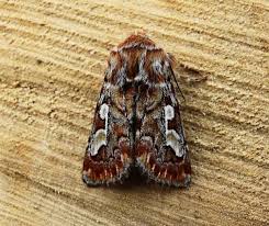 Attēlu rezultāti vaicājumam “Panolis flammea”