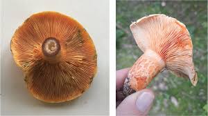 Attēlu rezultāti vaicājumam “Lactarius deliciosus”