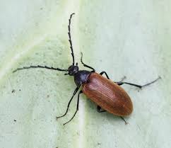 Attēlu rezultāti vaicājumam “Isomira murina”