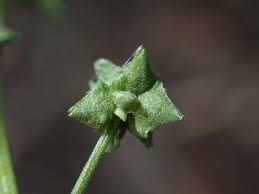 Attēlu rezultāti vaicājumam “Atriplex patula fruit”