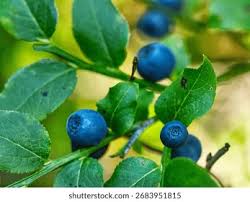 Attēlu rezultāti vaicājumam “Vaccinium myrtillus fruit”