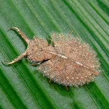 Attēlu rezultāti vaicājumam “Myrmeleontidae larva”