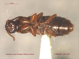 Attēlu rezultāti vaicājumam “Quedius dilatatus”