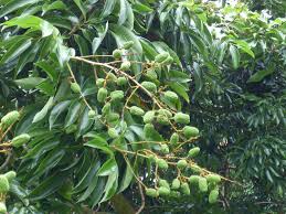Image result for Litchi chinensis