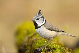 Attēlu rezultāti vaicājumam “Lophophanes cristatus adult”