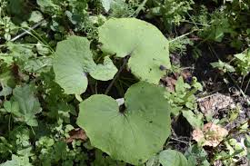 Attēlu rezultāti vaicājumam “Tussilago farfara leaf”