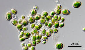 Attēlu rezultāti vaicājumam “Pleurococcus vulgaris”