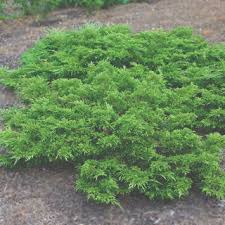 Attēlu rezultāti vaicājumam “Juniperus sabina”