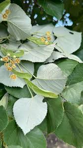 Attēlu rezultāti vaicājumam “Tilia tomentosa leaf”