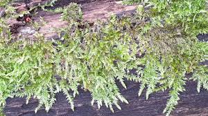 Attēlu rezultāti vaicājumam “Sciuro-hypnum”