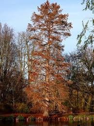 Image result for Mammutbaum