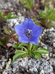 Image result for Campanula moesiaca
