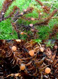 Attēlu rezultāti vaicājumam “Octosporella jungermanniarum”