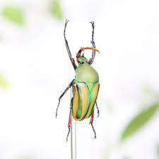 Attēlu rezultāti vaicājumam “Scardia boletella exuvia”