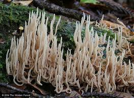 Attēlu rezultāti vaicājumam “Lentaria sp.”