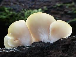 Attēlu rezultāti vaicājumam “Crepidotus applanatus”