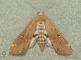 Attēlu rezultāti vaicājumam “Parapoynx stratiotata male”