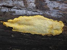 Attēlu rezultāti vaicājumam “Perenniporia medulla-panis”