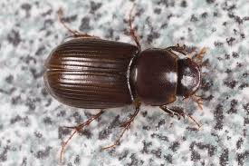 Attēlu rezultāti vaicājumam “Scarabaeidae”