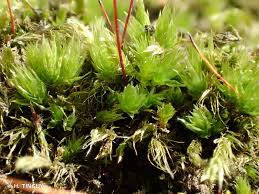 Attēlu rezultāti vaicājumam “Pohlia nutans”