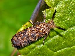 Attēlu rezultāti vaicājumam “Ypsolophidae”