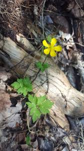 Attēlu rezultāti vaicājumam “Ranunculus repens flower”