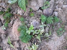 「粉綠狐尾藻」的圖片搜尋結果