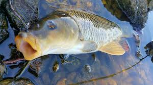 Image result for Kirkham and District Fly Fishers` Club