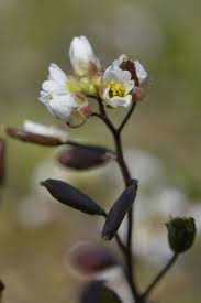 Attēlu rezultāti vaicājumam “Erophila verna”