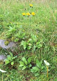 Attēlu rezultāti vaicājumam “Aulacidea hieracii”