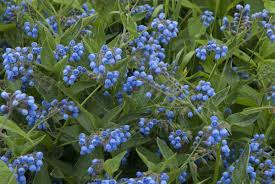 Attēlu rezultāti vaicājumam “Symphytum asperum”