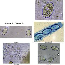Attēlu rezultāti vaicājumam “Miladina lecithina”