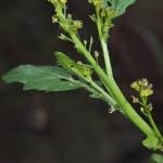 Attēlu rezultāti vaicājumam “Rorippa palustris fruit”