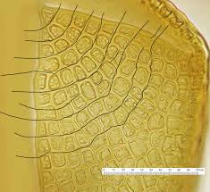 Attēlu rezultāti vaicājumam “Anastrophyllum minutum”