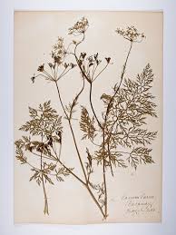 Attēlu rezultāti vaicājumam “Carum carvi”