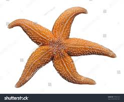 Image result for Asterias rubens