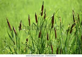 Attēlu rezultāti vaicājumam “Typhaceae”