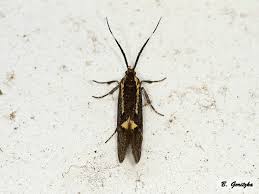 Attēlu rezultāti vaicājumam “Oecophoridae”