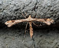 Attēlu rezultāti vaicājumam “Platyptilia gonodactyla”