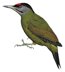 Attēlu rezultāti vaicājumam “Picus canus female”