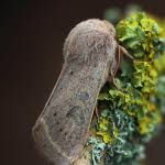 Attēlu rezultāti vaicājumam “Orthosia gracilis”