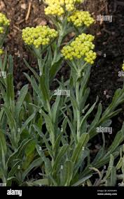 Attēlu rezultāti vaicājumam “Helichrysum arenarium”