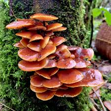 Attēlu rezultāti vaicājumam “Reticularia lycoperdon young”