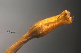 Attēlu rezultāti vaicājumam “Ulota crispa sporophyte”