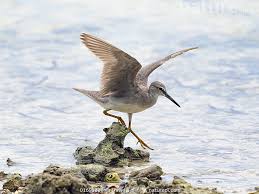 Image result for Tringa brevipes